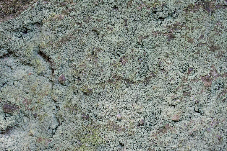 Img 0222 main texture preview