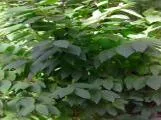 S S Leafy2 main texture preview
