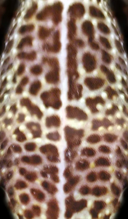 Gecko main texture preview