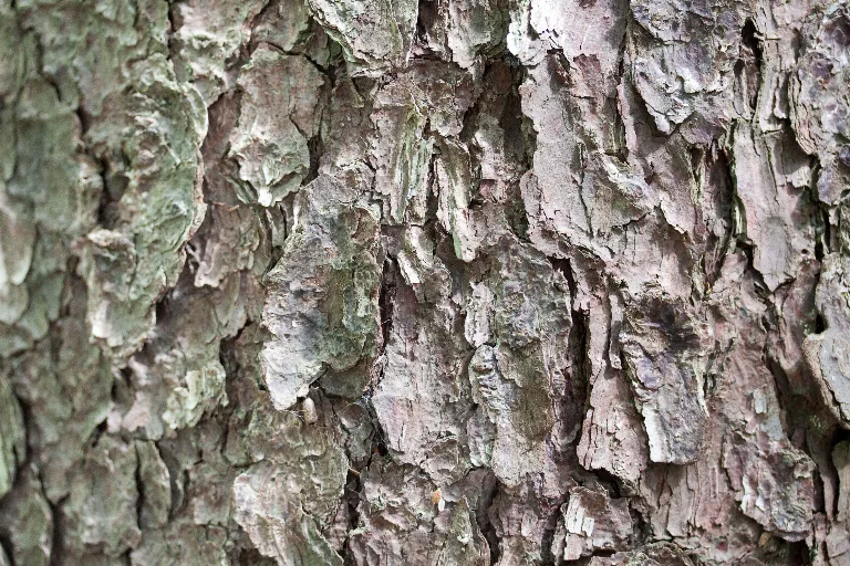 Img 0234 main texture preview