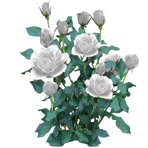 Rose Bush White main texture preview
