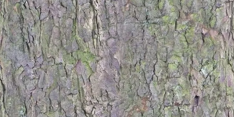 Bark Rough main texture preview