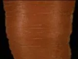 S S Carrot main texture preview