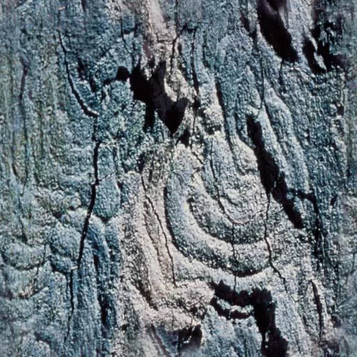 Bark059 main texture preview