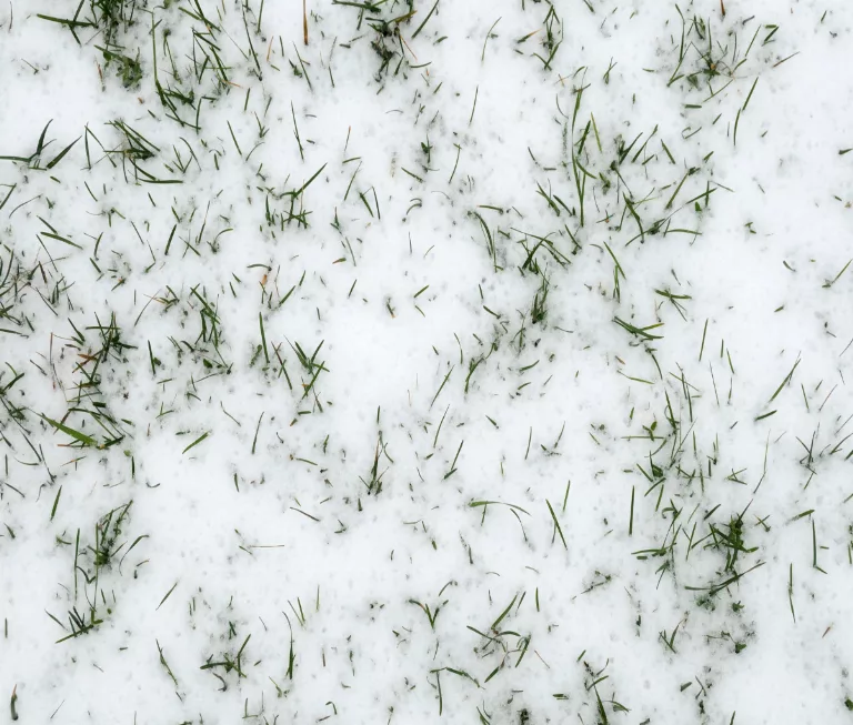 Snowy Grass main texture preview