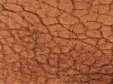 S S Hide2 main texture preview