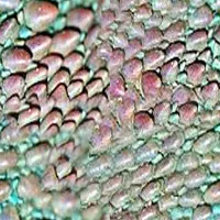 Main Texture for Lizard Large