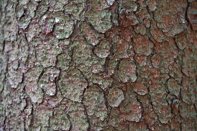 Img 0303 main texture preview
