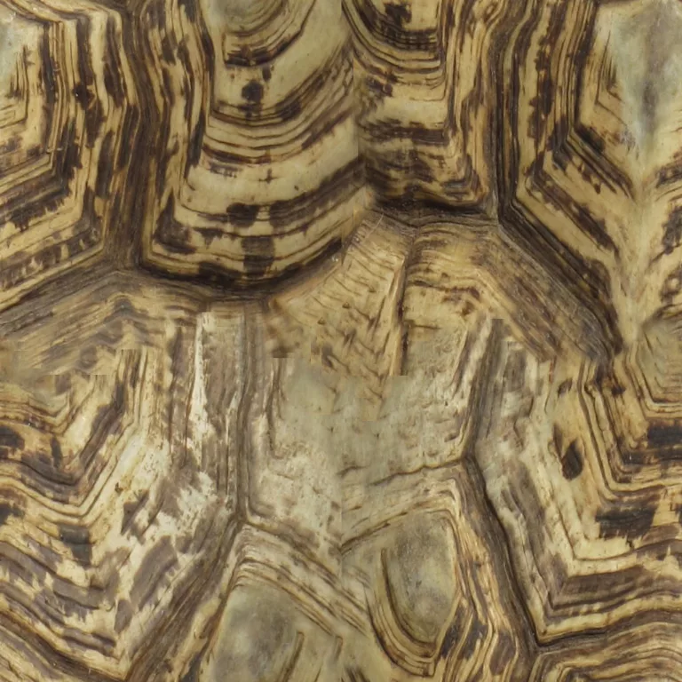 Turtle main texture preview