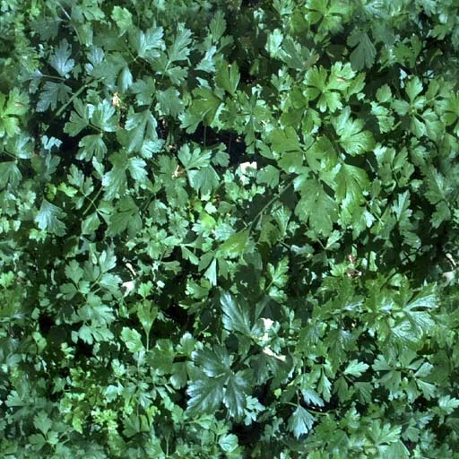 Nature009 main texture preview