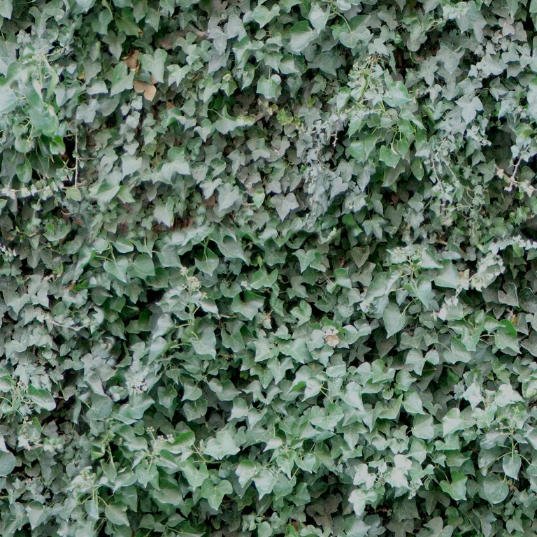 Foliage Leaves main texture preview