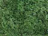 S S Moss T main texture preview