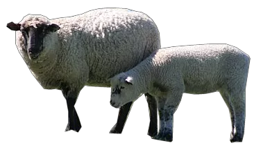 Red Barn Sheep main texture preview