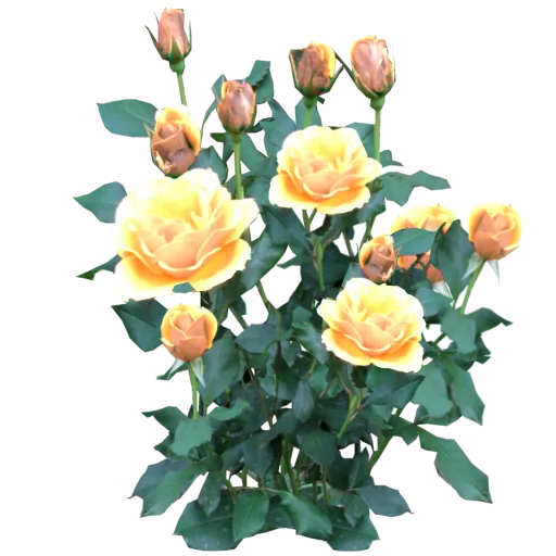 Rose Bush Yellow main texture preview