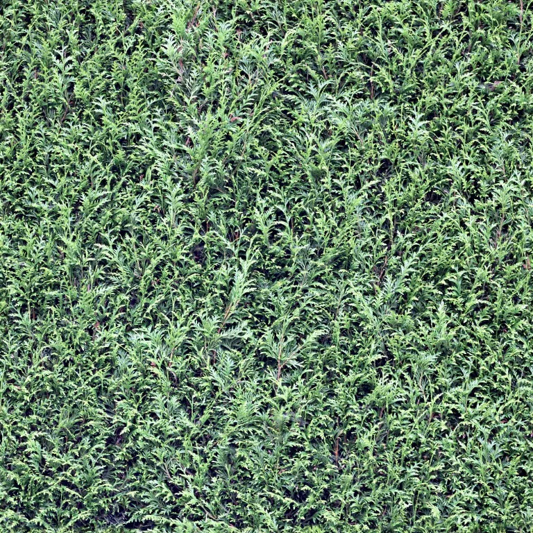 Linolafett Cc Dgmgwrf main texture preview