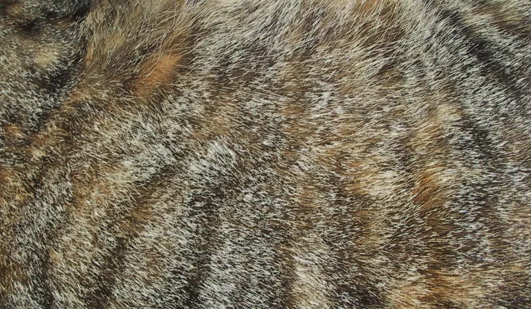 Catfur main texture preview