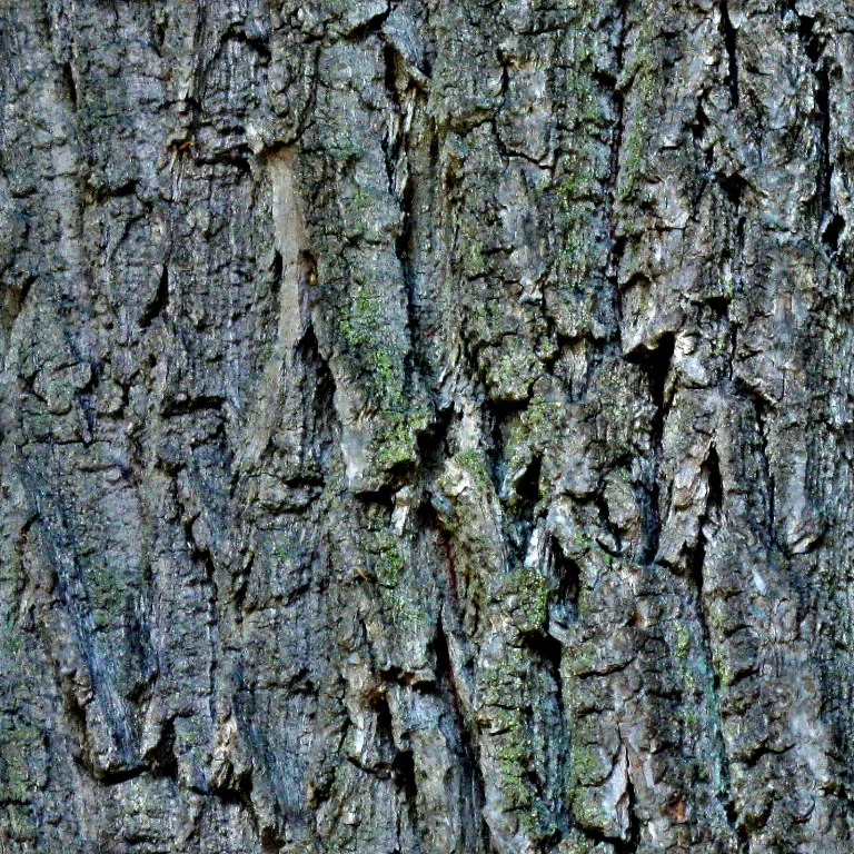 Bark51 Bo H texture preview