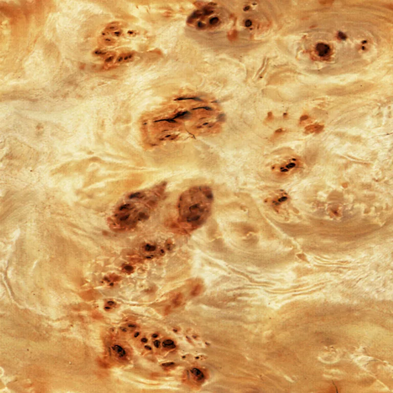 Wood Burled Mappa Pxr128 Cc By By Pixar main texture preview