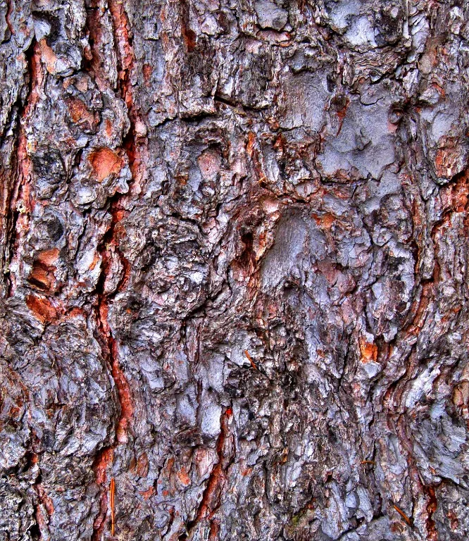 Bark53 Bo H main texture preview