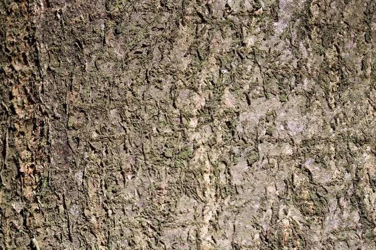 Img 0195 main texture preview