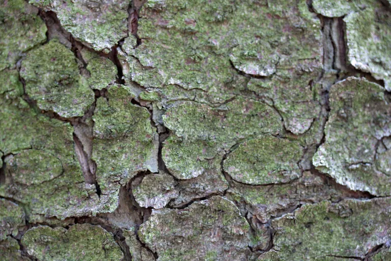 Img 0127 main texture preview
