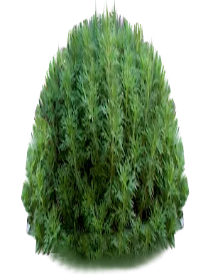 English Garden Tall Bush Light texture preview