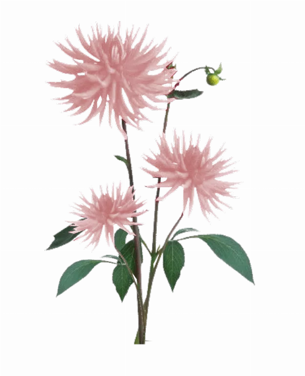 Jacey Light Pink Dahila Plant Texture main texture preview