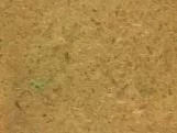 S S Prsbrd T main texture preview