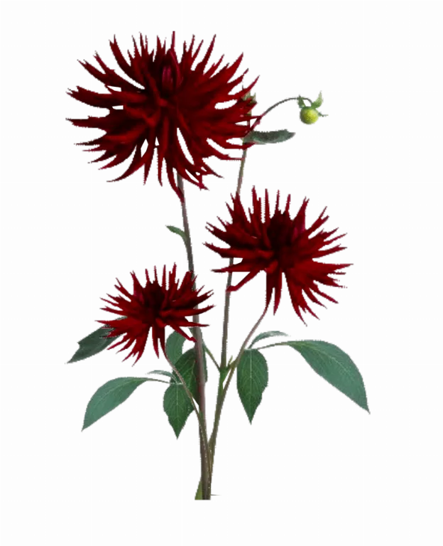 Jacey Red Dahila Plant Texture main texture preview