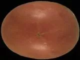 S S Tomato1 main texture preview