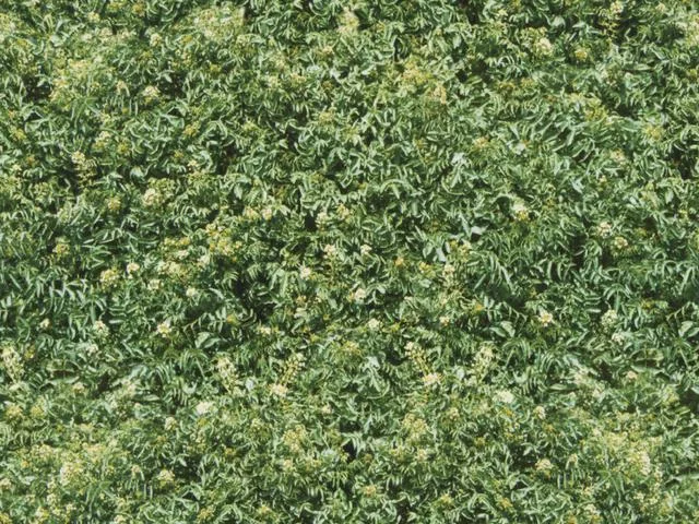 Natur01L main texture preview