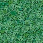 Clover1 main texture preview