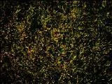 S S Grass main texture preview