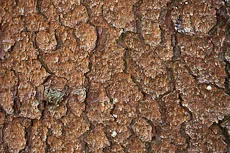 S S Img 0330 main texture preview