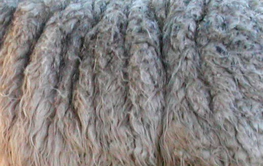 Llama main texture preview
