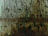 S S Fonepole main texture preview
