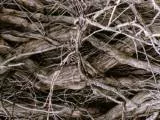 S S Brush main texture preview