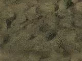 S S Sand T main texture preview