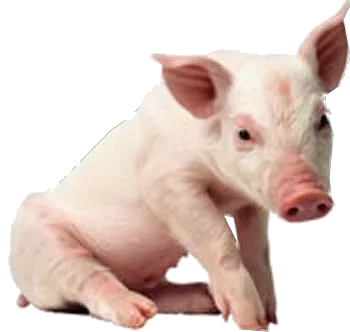 Red Barn Pig main texture preview