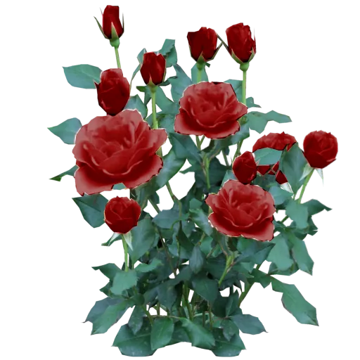 Rose Bush Red main texture preview