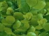 S S Shrub1 main texture preview