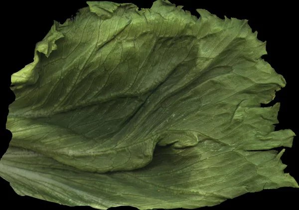 Lettucecolor main texture preview