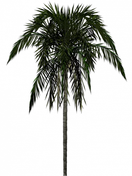 Cc By Tuxfamily Org Palm Arecaceae main texture preview