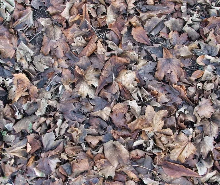Ground Dead Leaves1 main texture preview