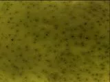 S S Pearskin main texture preview