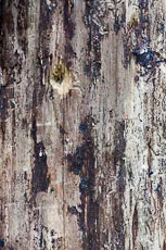 S S Img 0134 main texture preview