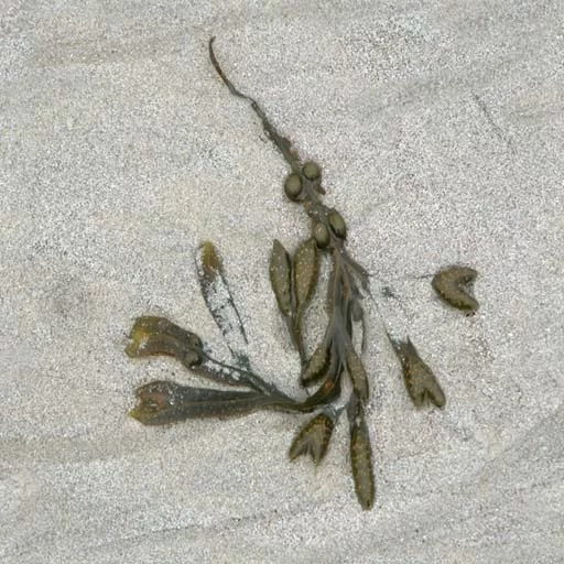 Sand 084 main texture preview