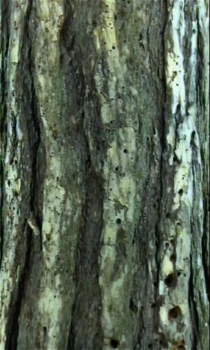 Oldtree main texture preview