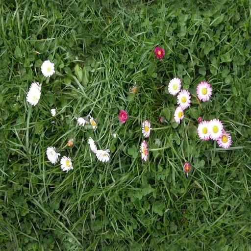 Herbe Fleurs3 main texture preview