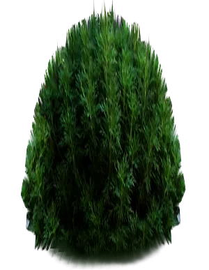 English Garden Tall Bush texture preview